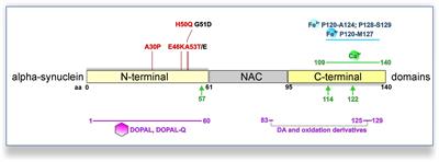 The Convergence of Alpha-Synuclein, Mitochondrial, and Lysosomal Pathways in Vulnerability of Midbrain Dopaminergic Neurons in Parkinson’s Disease